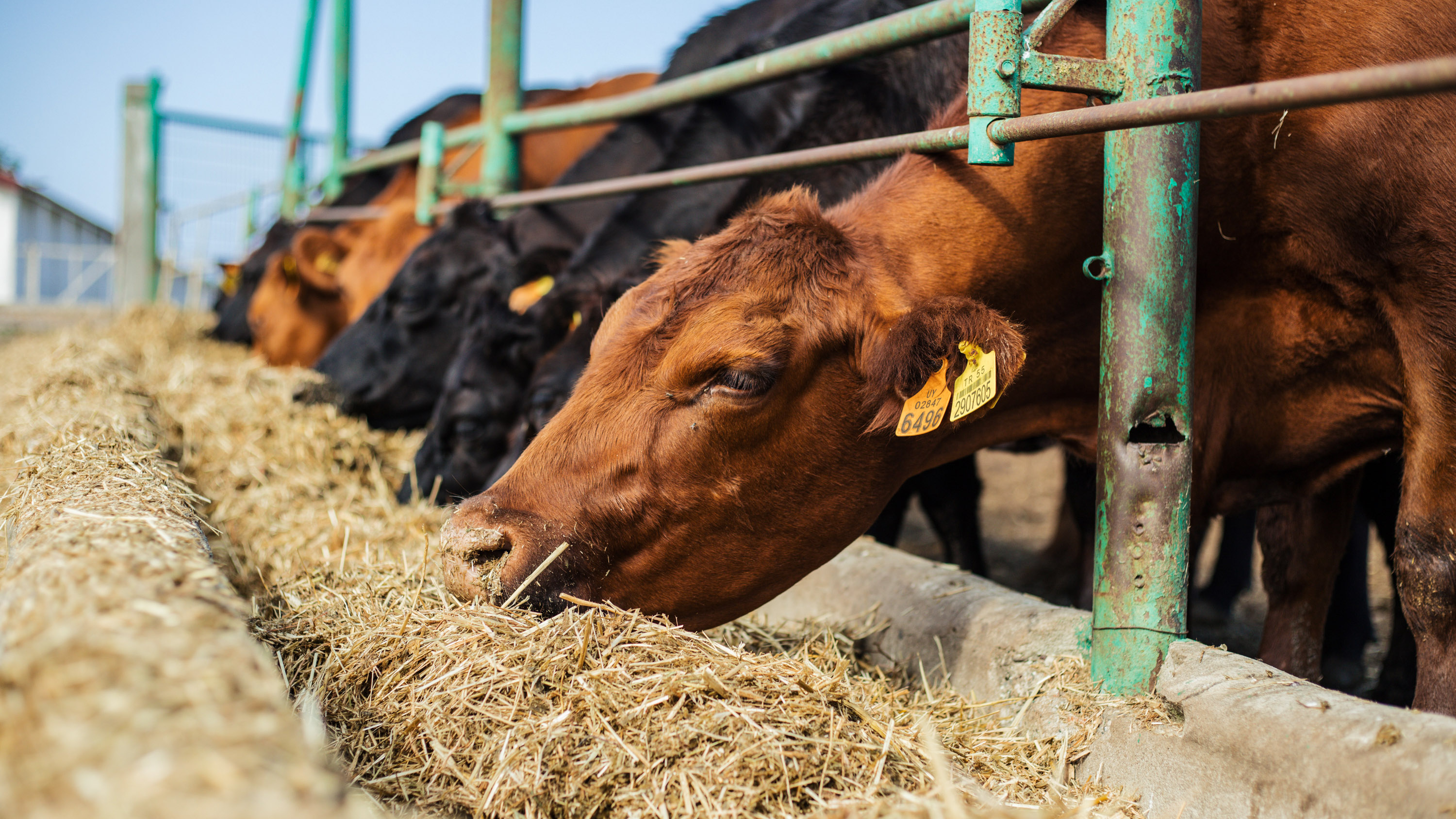 a row of cows eating at a feed trough