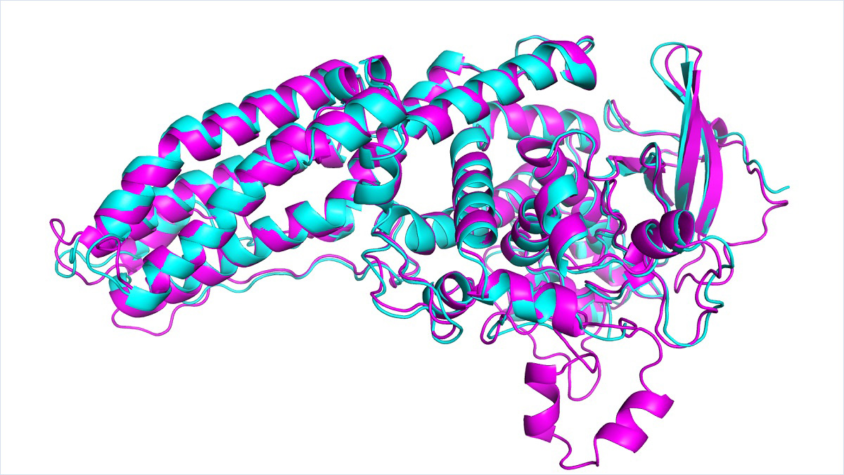 protein model